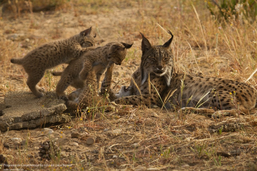 Hembra de lince ibérico junto a sus dos cachorros. Fuente: Antonio Rivas. Centro de cría lince ibérico Acebuche (OAPN). Hembra de lince ibérico junto a sus dos cachorros. Fuente: Antonio Rivas. Centro de cría lince ibérico Acebuche (OAPN).