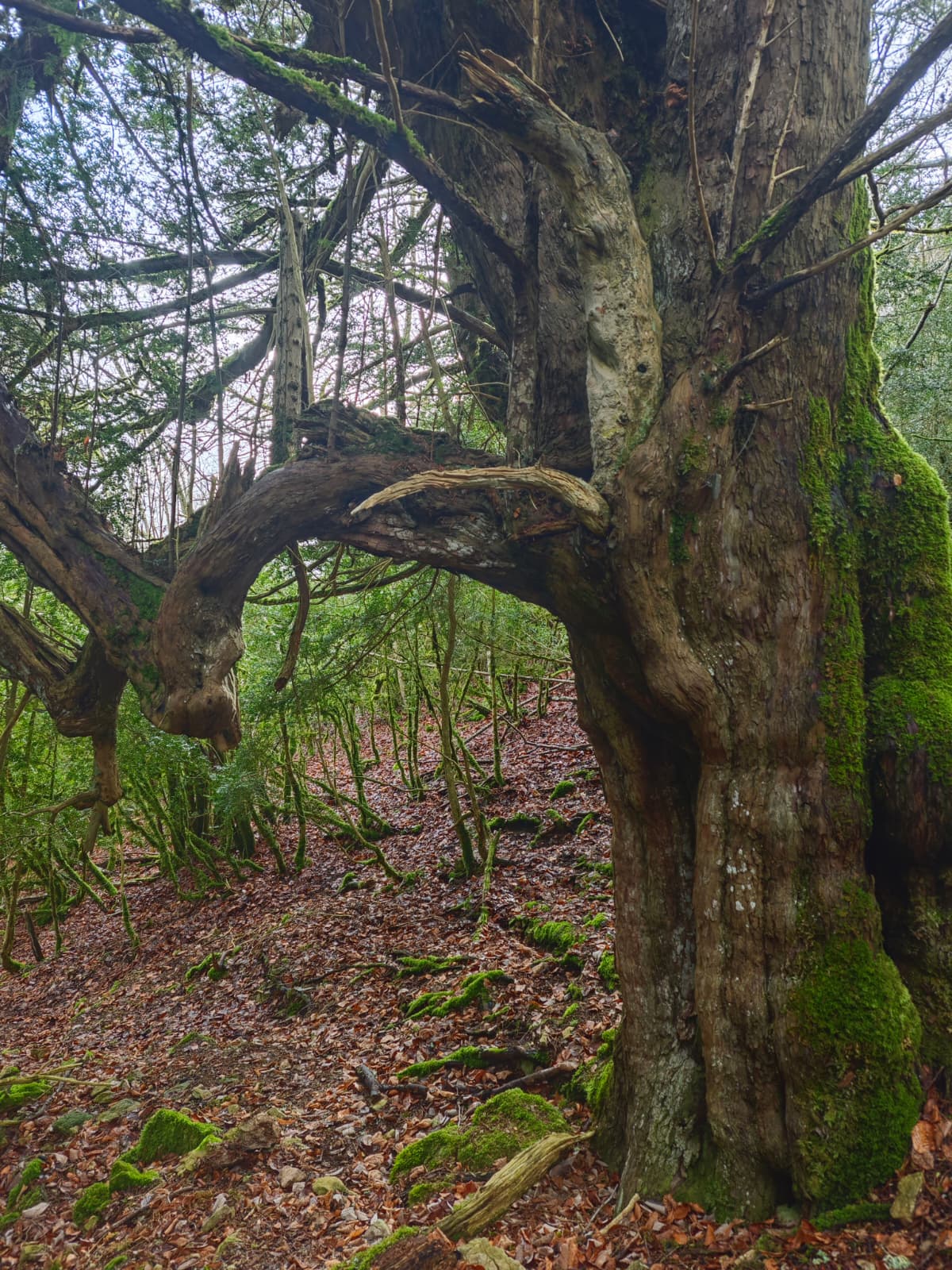 Tejo de Tartales de Cilla 