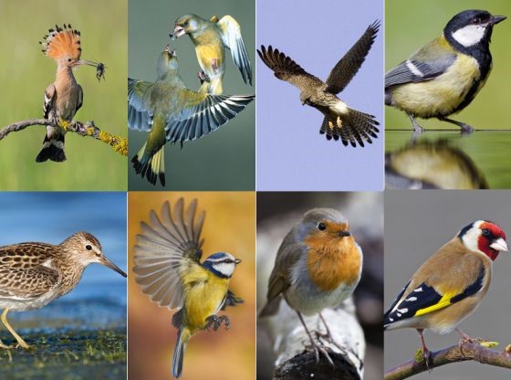 Identificación y características de las Aves más comunes de nuestro entorno
