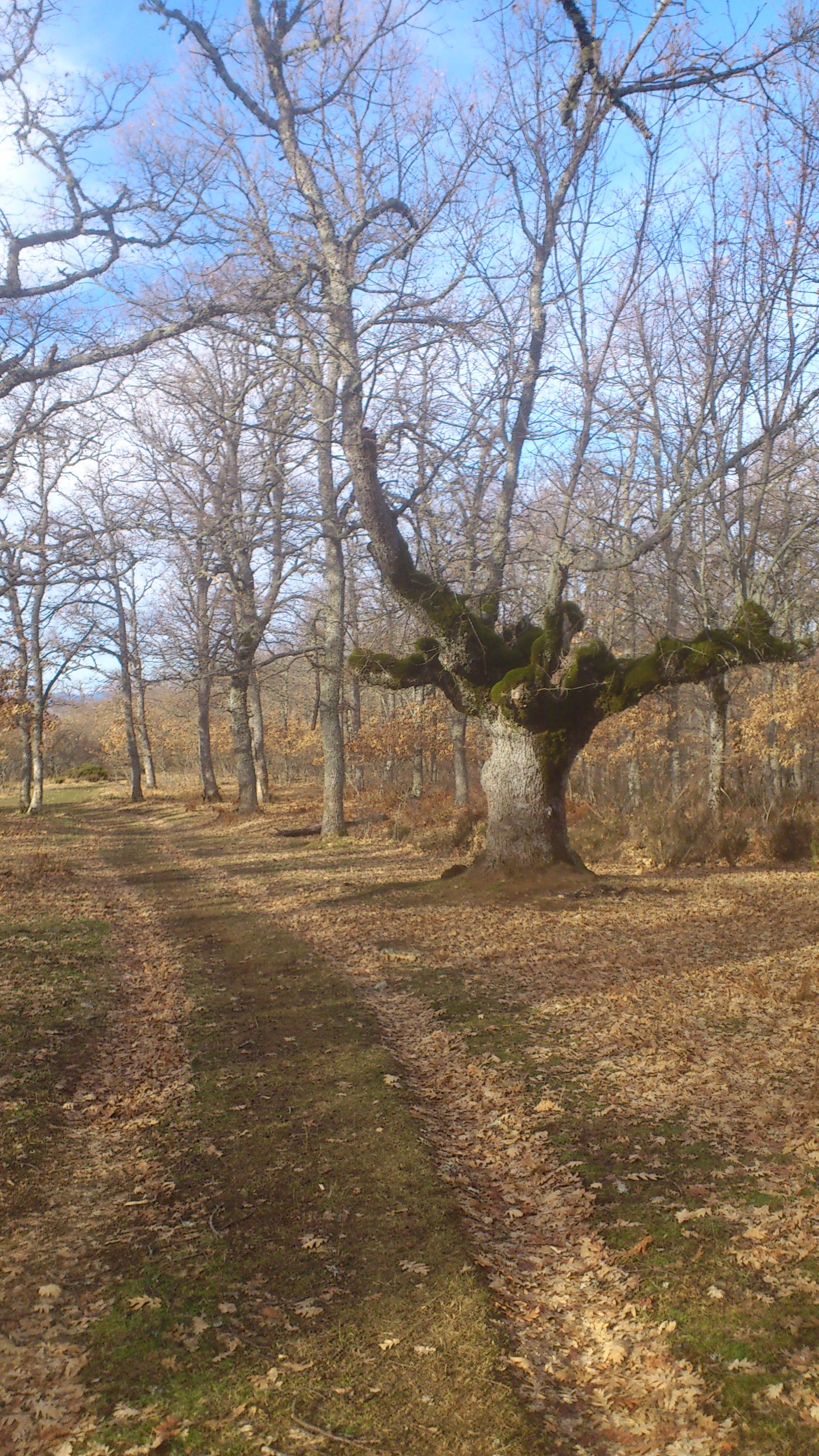 Robledal