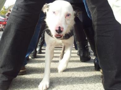 Intervención animales