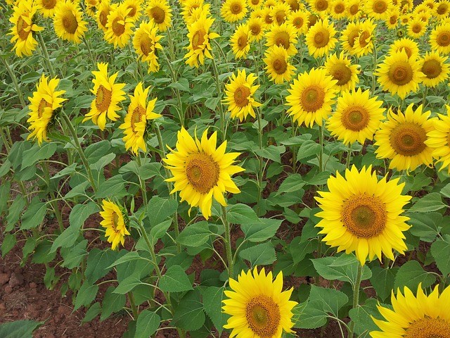 Aceite de Girasol 'Ecopipa