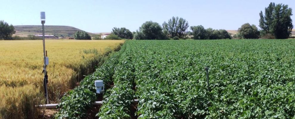 Jornada Técnica. El Cultivo de la Patata