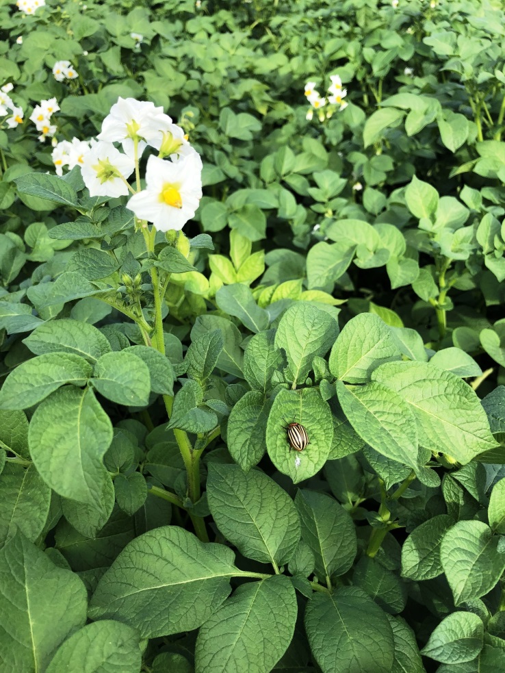 Jornada Técnica. El Cultivo de la Patata