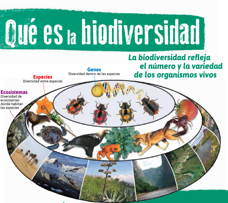 Exposición ambiental: "Sin Biodiversidad no hay vida" | Universidad de  Burgos