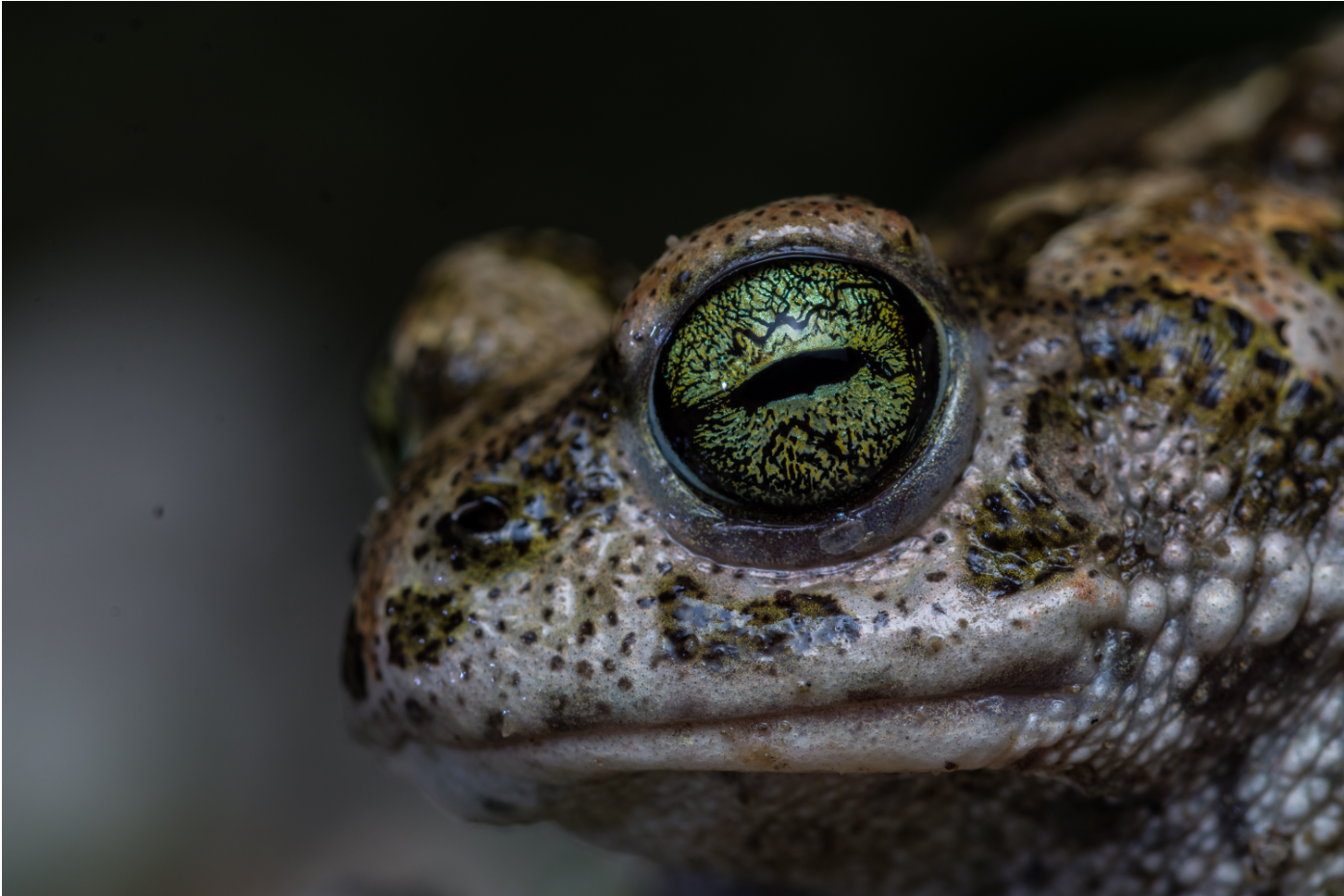 Todo lo acaparó el ojo
