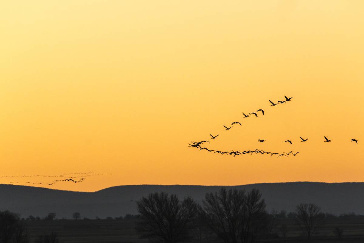 Amanecer entre grullas "Álvaro de Aymerich Sagredo"