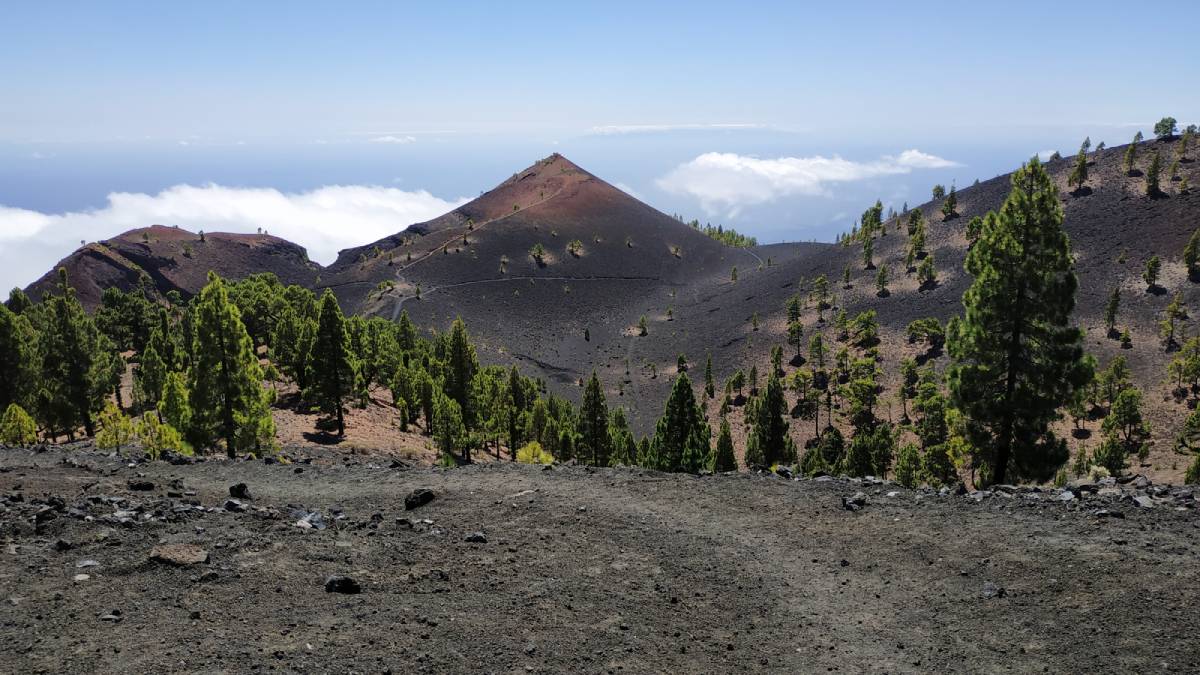 Árboles de fuego  "Míriam López Fernández"