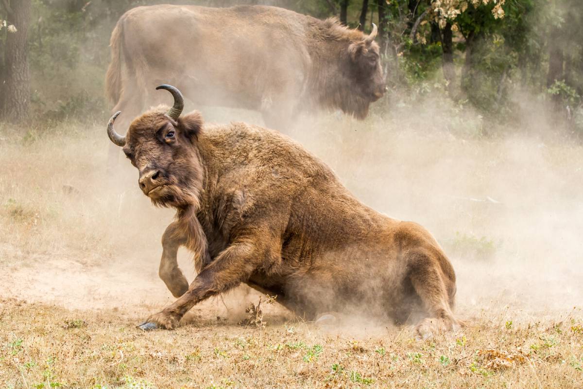 Bisonte europeo (Bison bonasus) "Francisco Álvarez Pérez"