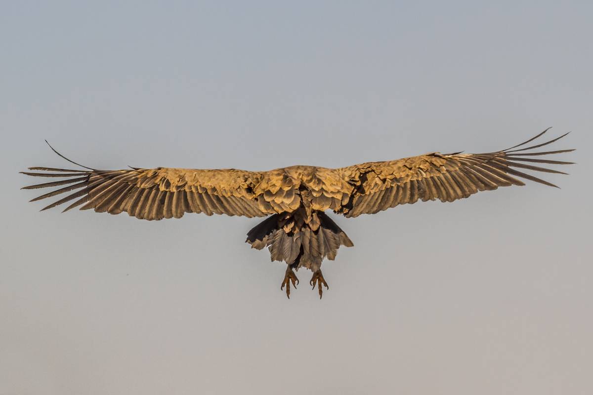 Buitre Leonado (Gyps fulvus) "Francisco Álvarez Pérez"