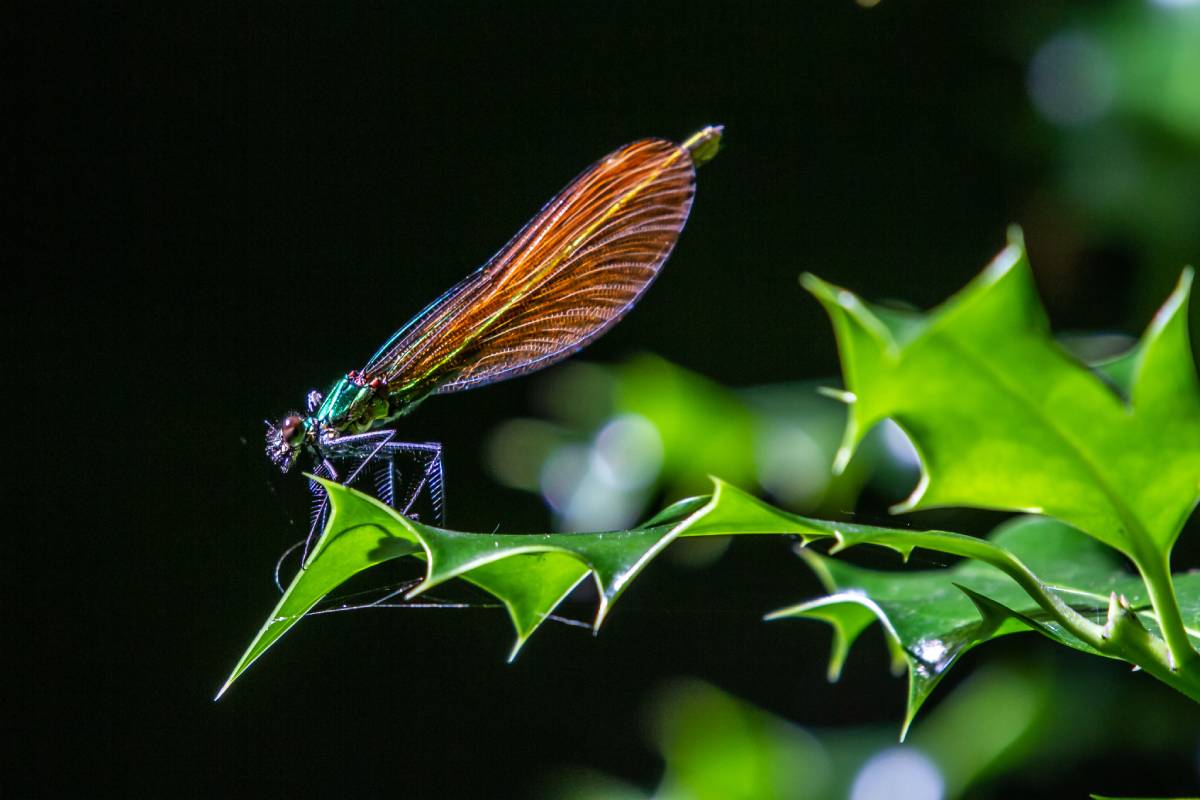 Caballito del diablo (Zigoptera) "Francisco Álvarez Pérez"