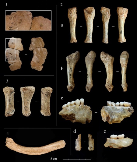 Camar-s_et_al-2017-International_Journal_of_Osteoarchaeology