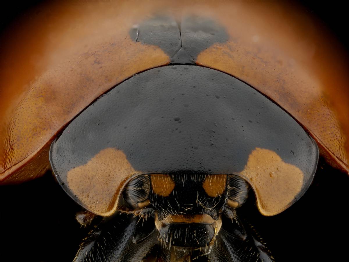 Darth Vader "Víctor Jónatan Abad Pérez"