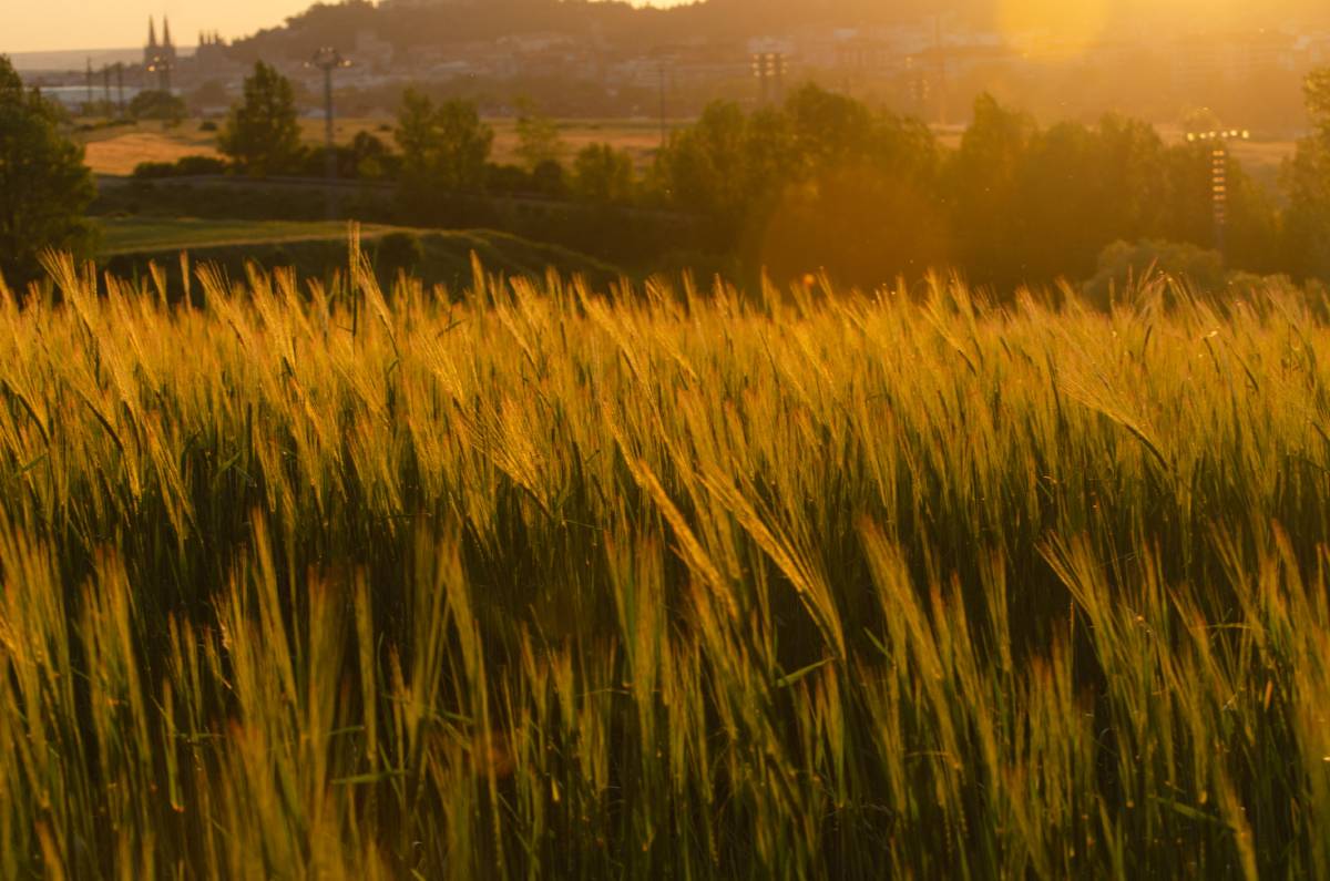Edén dorado "Alberto Soto Domingo"