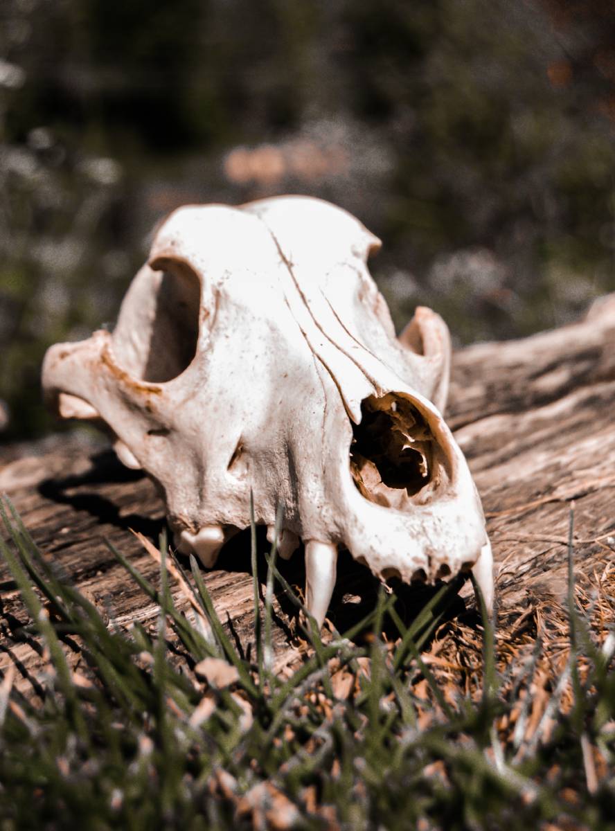 Efímero "Celia Hernández Sualdea"