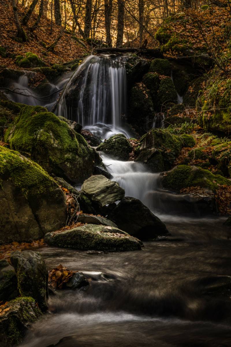 El Manantial de Llanowar "Daniel Maté Moreno"