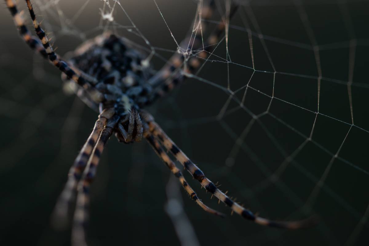  El tejemaneje "Laura Ojalvo Ortega"