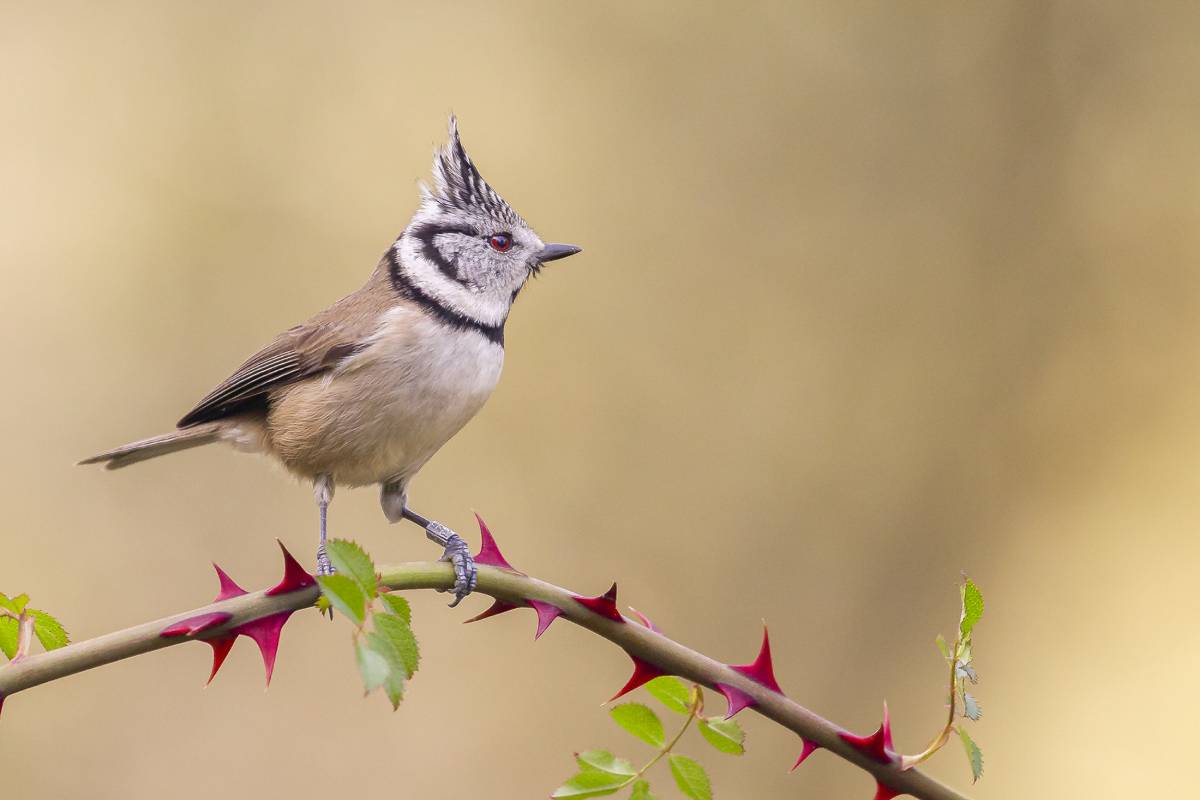 Herrerillo entre espinas "Miguel Ángel Berbegal Vázquez"