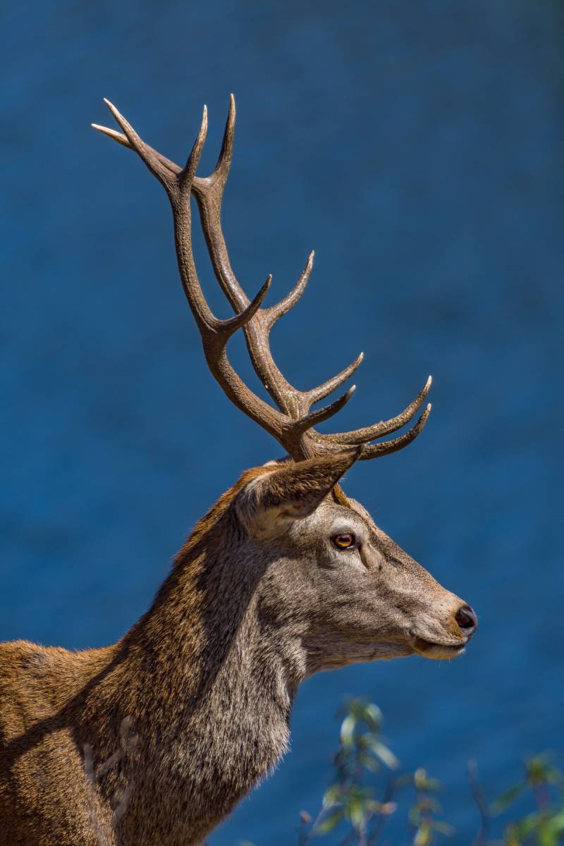  La gran corona del príncipe  "Miguel Ángel Pérez Rodríguez"