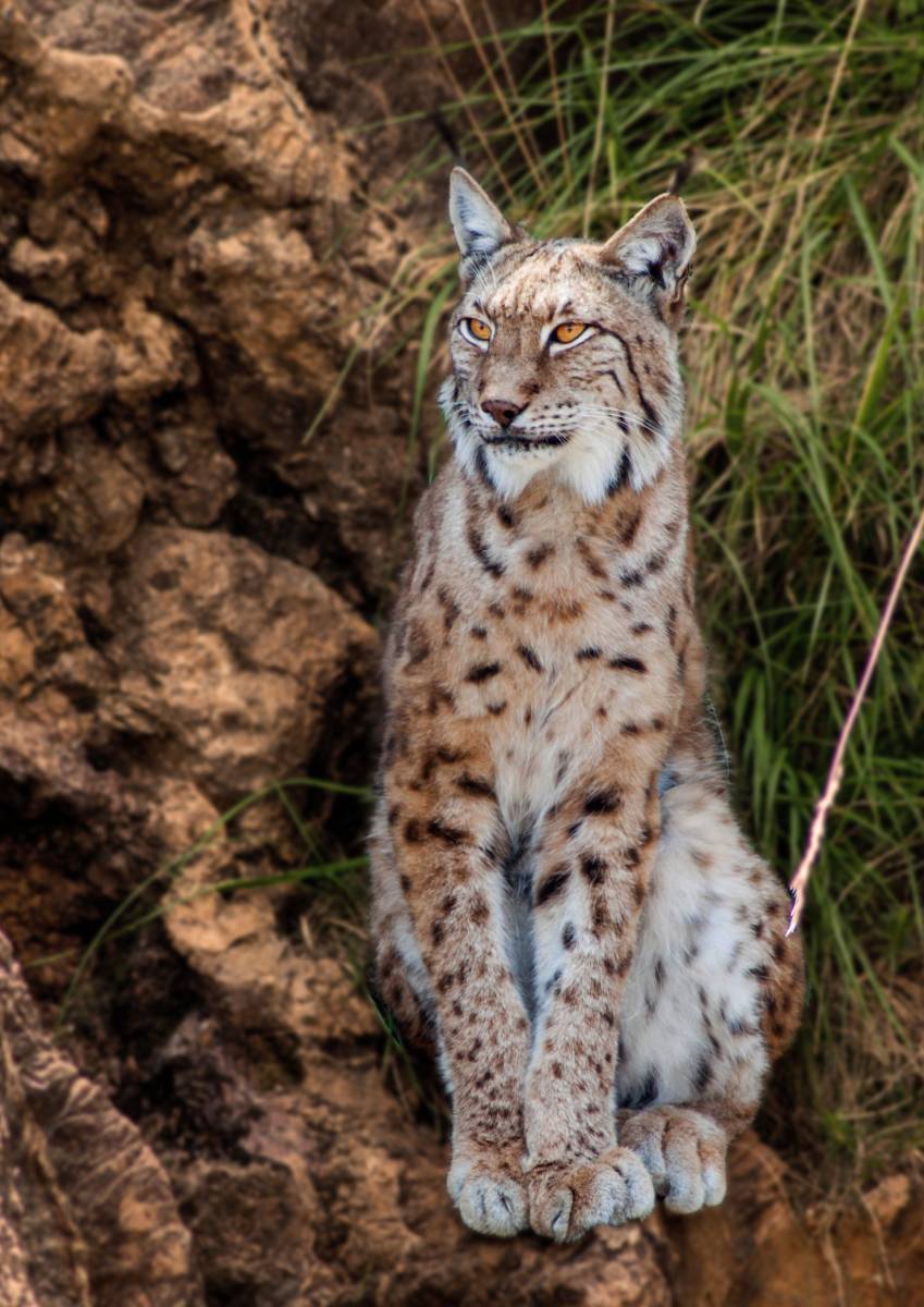 La mirada del lince "Ana Isabel Domínguez Cava"