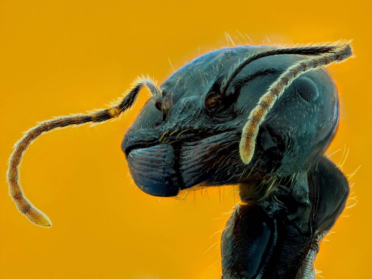 Luciendo ANT-enas "Víctor Jónatan Abad Pérez"