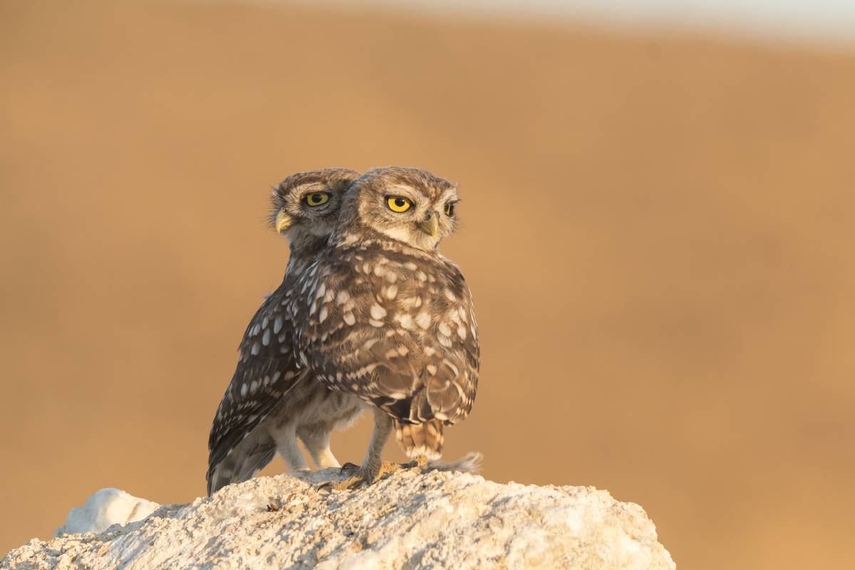 Mochuelos emparejados "Álvaro de Aymerich Sagredo"