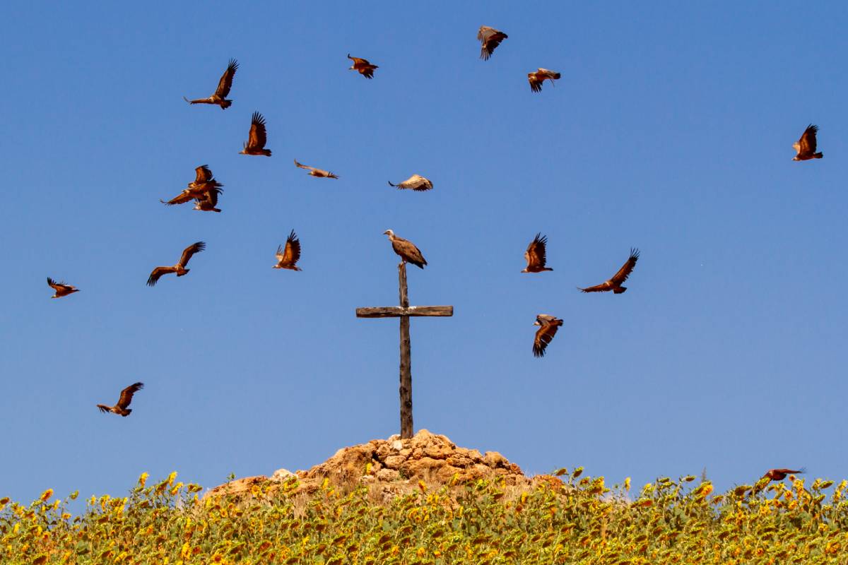 Muerte y resurrección "Francisco Álvarez Pérez"