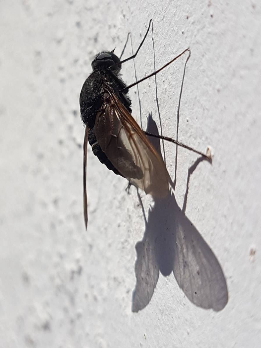 No nos persigue la sombra, sino la luz  "Almudena Peñalba Guevara"