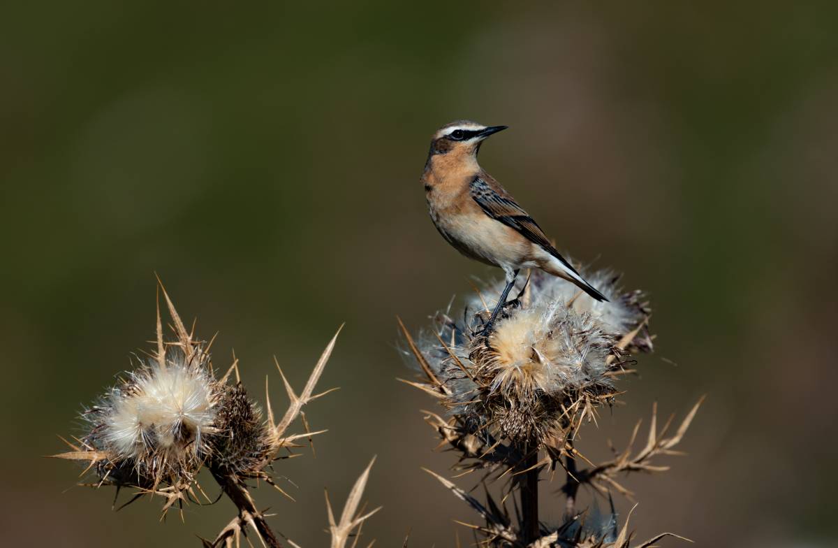 Oenanthe en Cadí "Laura Ojalvo Ortega"