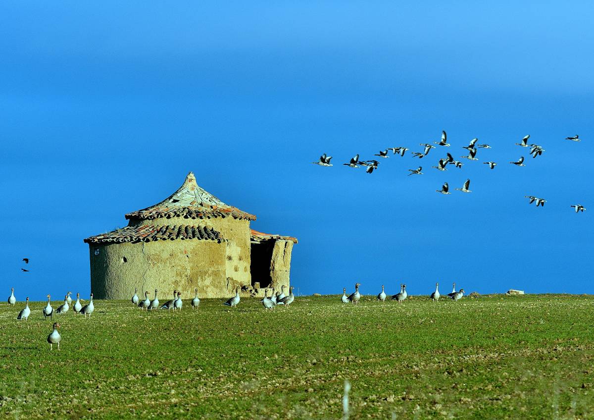Palomar para gansos "Israel Yáñez Ortega"