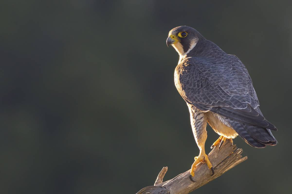 Peregrino "Miguel Ángel Berbegal Vázquez"