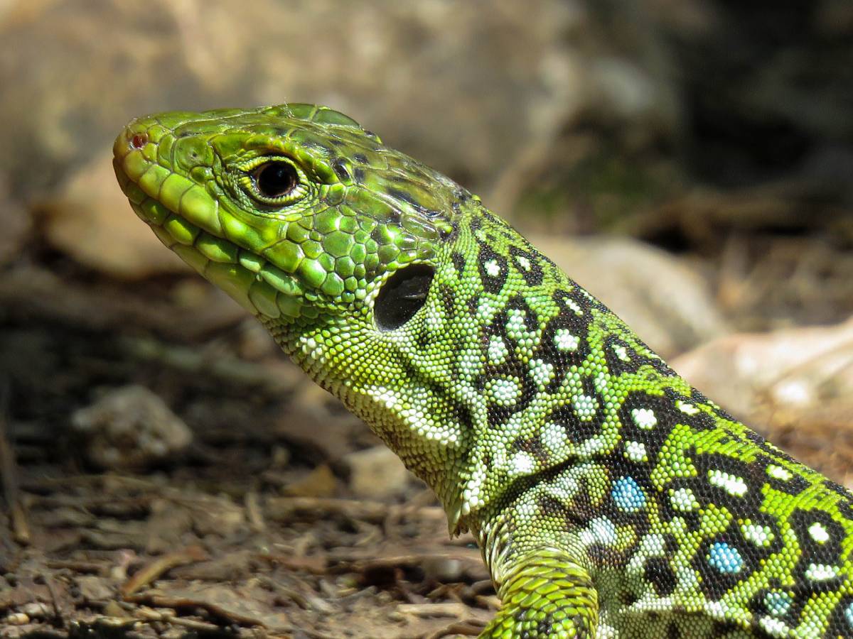 Perfil "José Antonio Peláez González"
