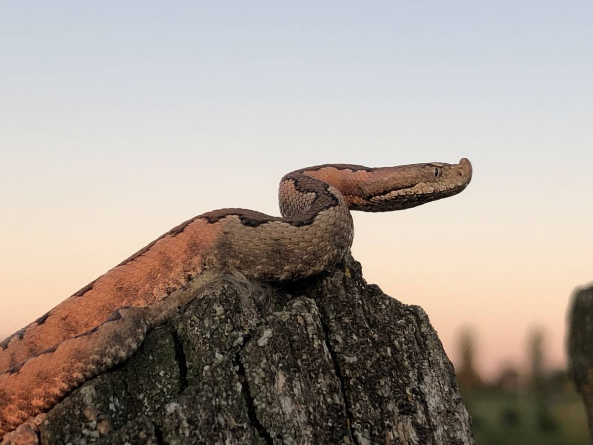 Piel y codicia "Fernando Grijalvo Sáez-Royuela"