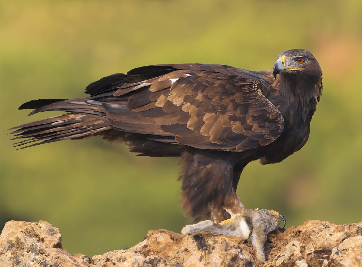 Real "Miguel Ángel Berbegal Vázquez"