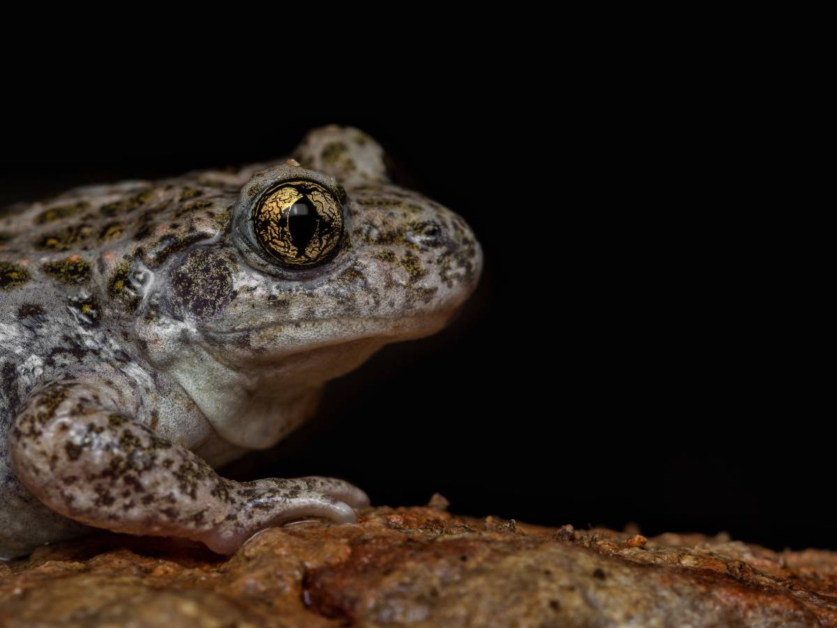 Su oro más valioso "Miguel Ángel Pérez Rodríguez"
