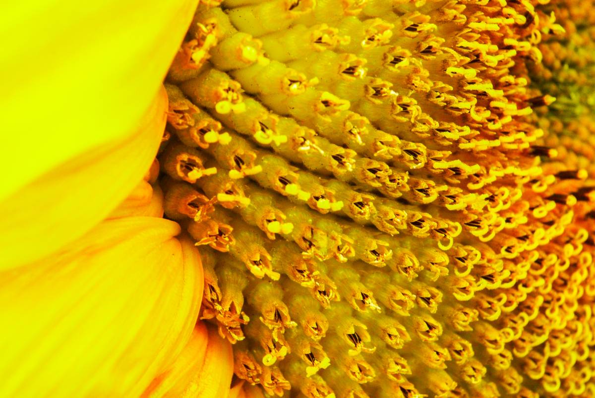 Tarde de pipas "Reyes Martín González"