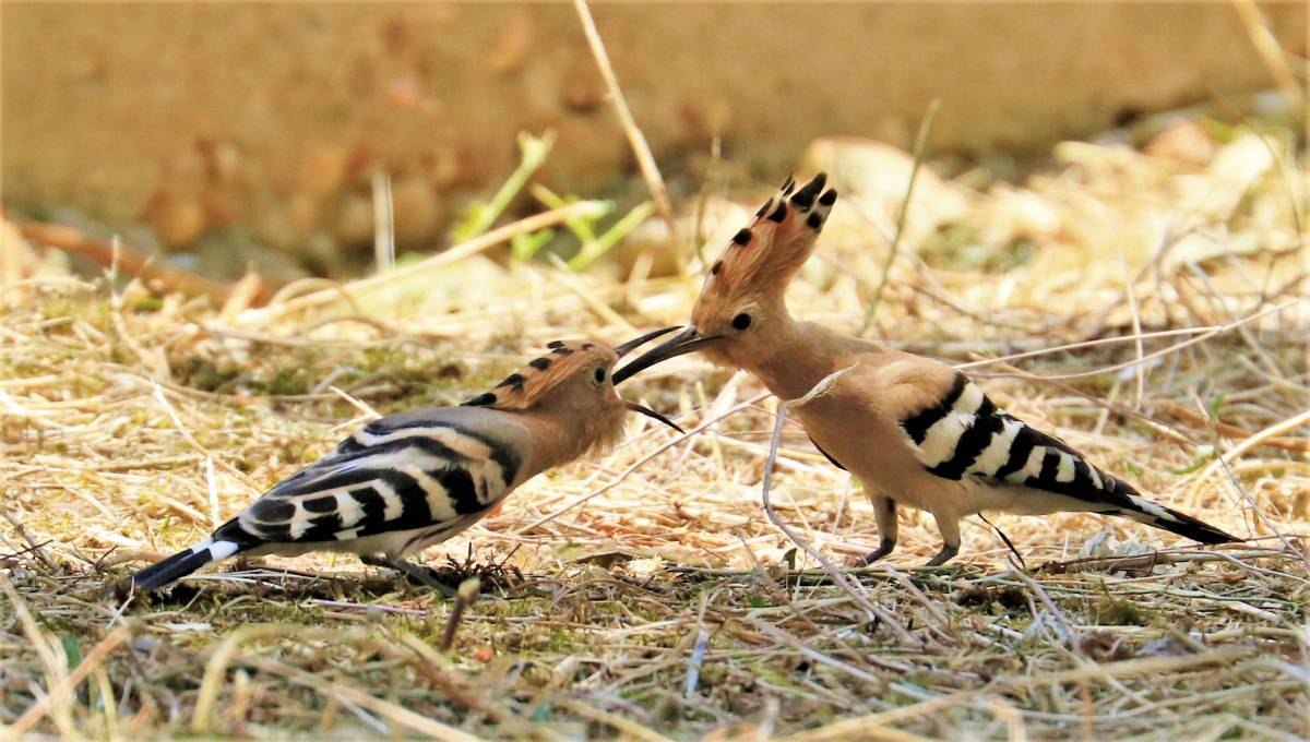 Te gusta "Pedro Bonilla Saiz"