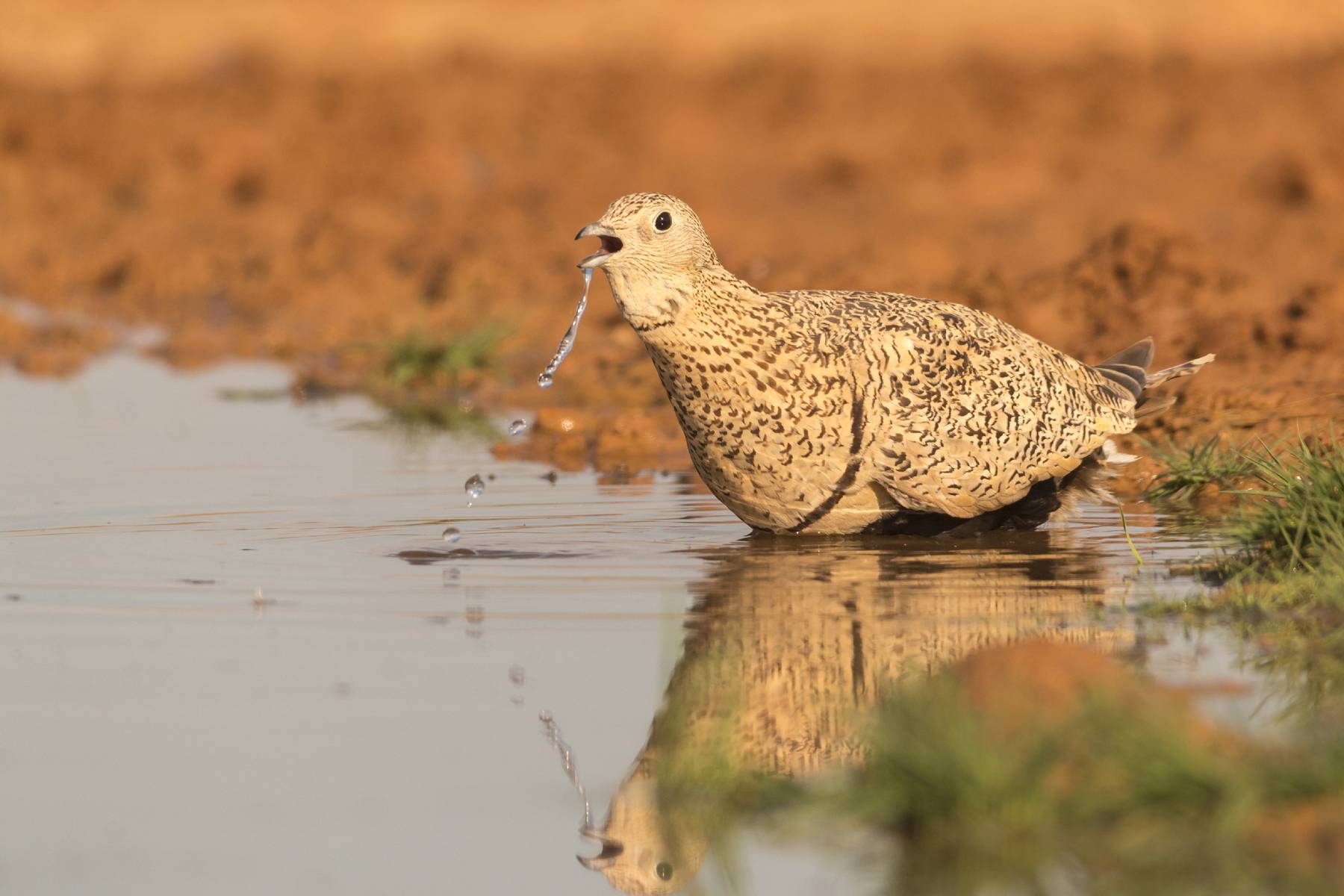 Un oasis en mitad del desierto "Álvaro de Aymerich Sagredo"