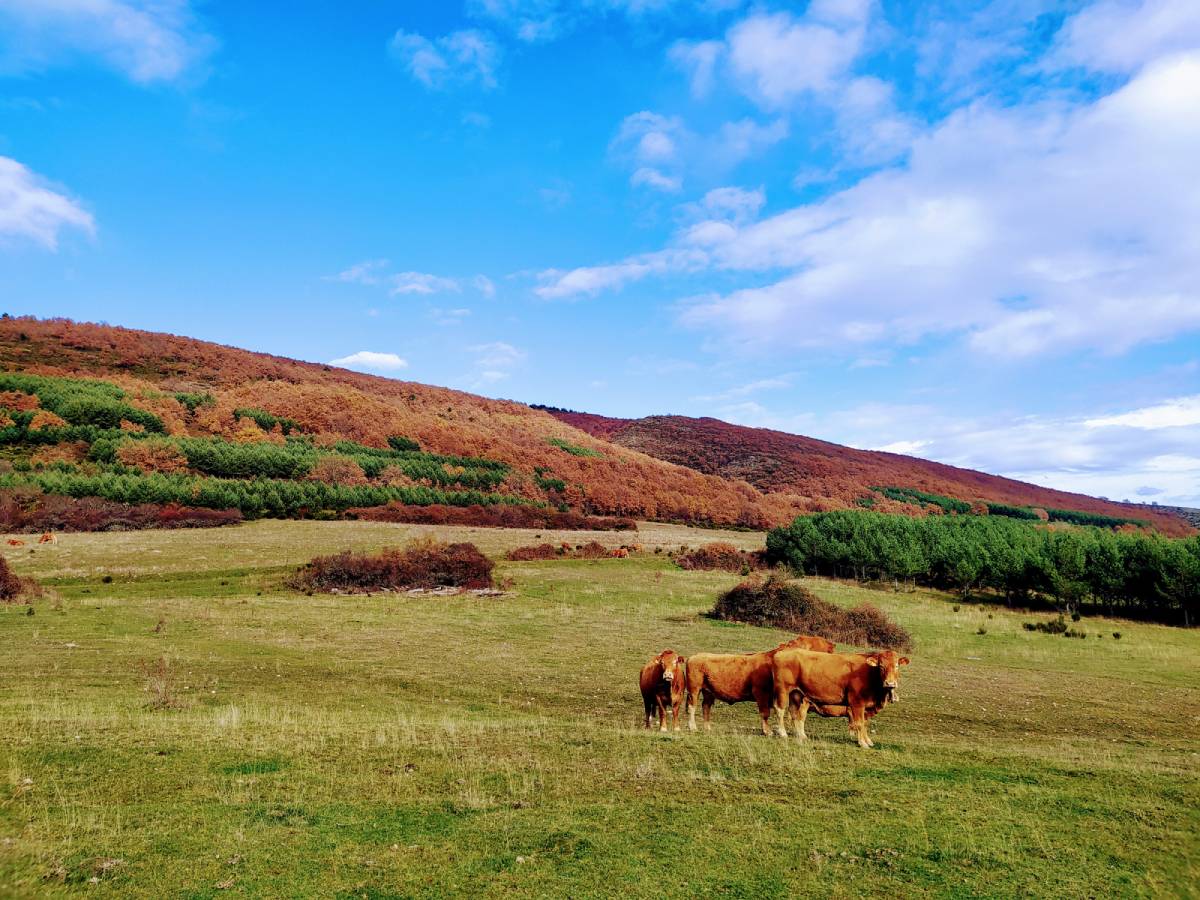 Vacas en monte rubio "Marta Rodríguez"