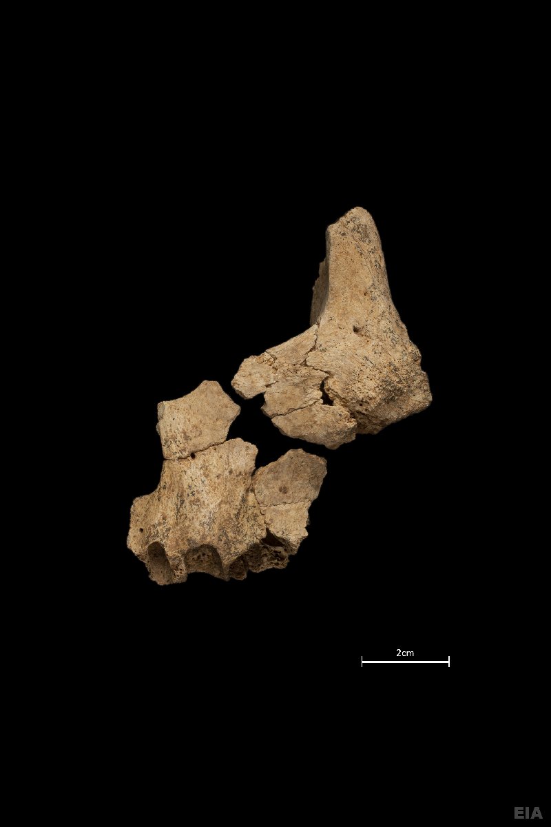 Cara parcial de un homínido hallado en el yacimiento de la Sima del Elefante (sierra de Atapuerca). Foto: María Dolors Guillén / IPHES