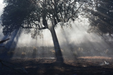 arbol transparente - UBUVERDE