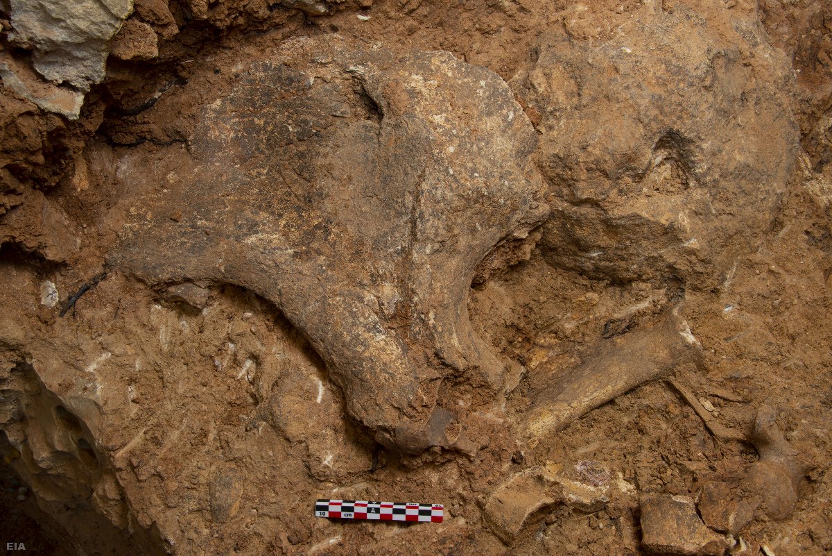 Detalle de la acumulación de fósiles de la base del nivel TD8, con una pelvis de rinoceronte en primer plano. Foto: Andreu Ollé / IPHES