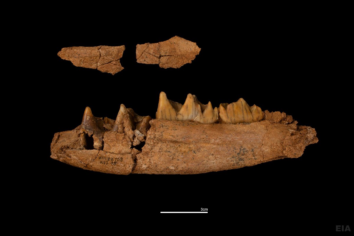 Fragmento de mandíbula de rinoceronte de TD8, de un individuo infantil. Foto: María Dolors Guillén / IPHES
