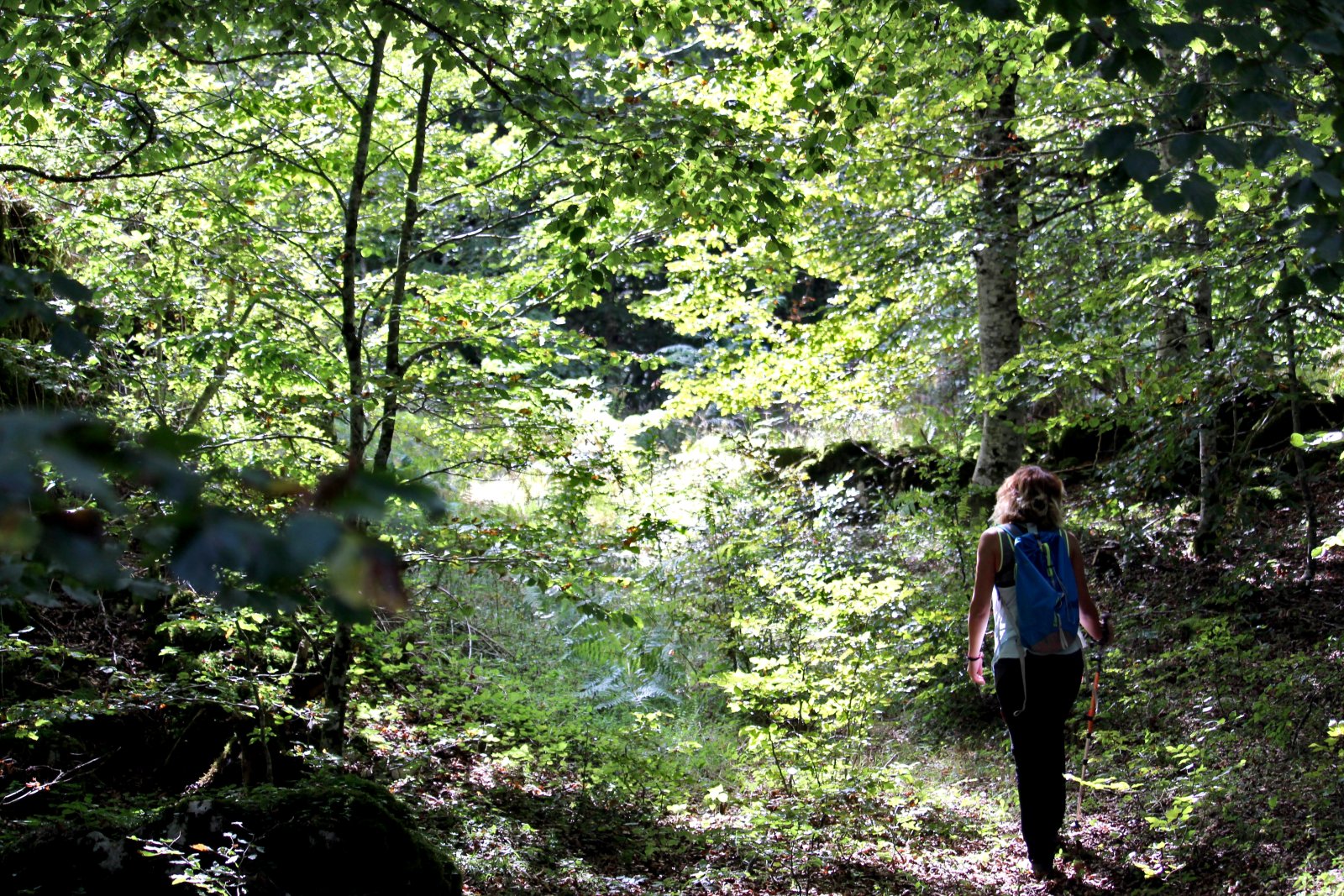 Foto Un estudio analizará el impacto de los baños de bosque en la salud de personas con diabetes