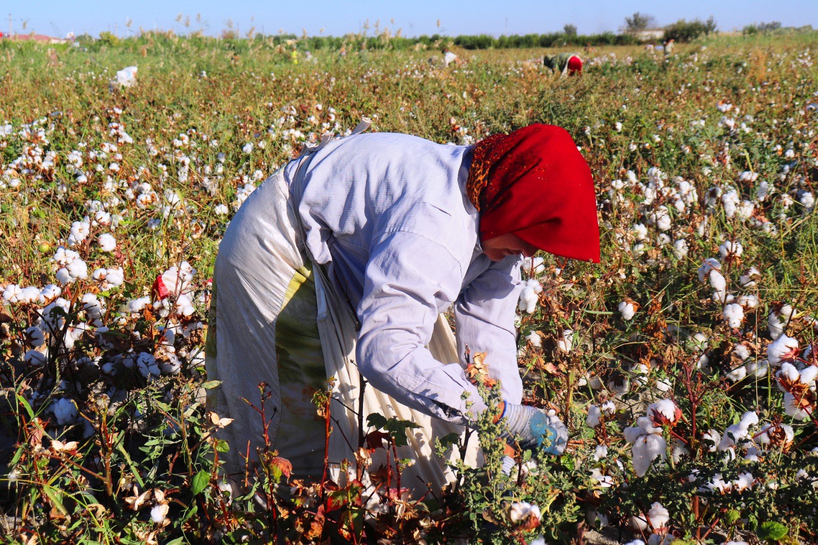mención honor_ RECOLECTORAS DE ALGODON,  ESCLAVAS DE NUESTRO CONSUMISMO