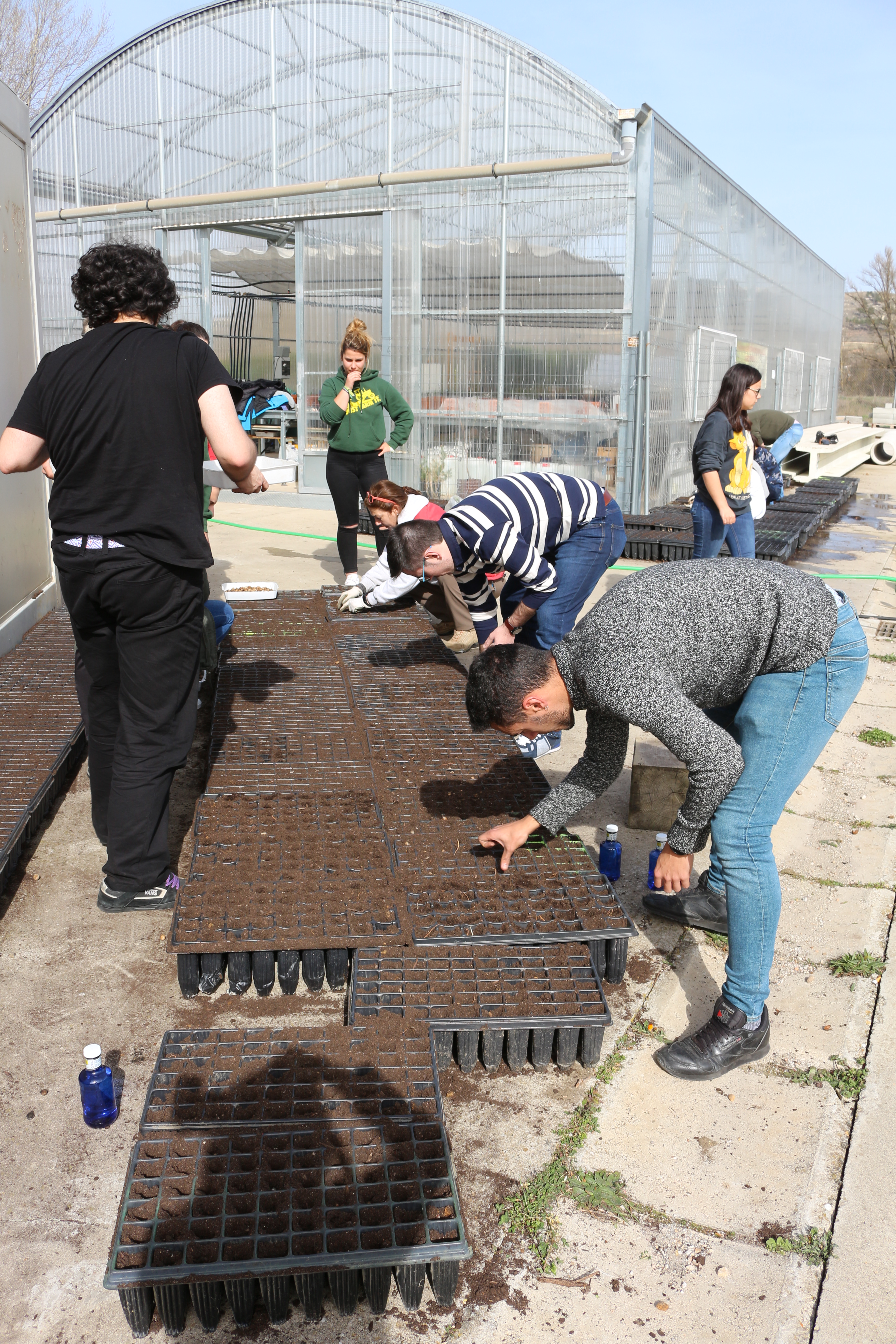 Plantación semillas de bellotas