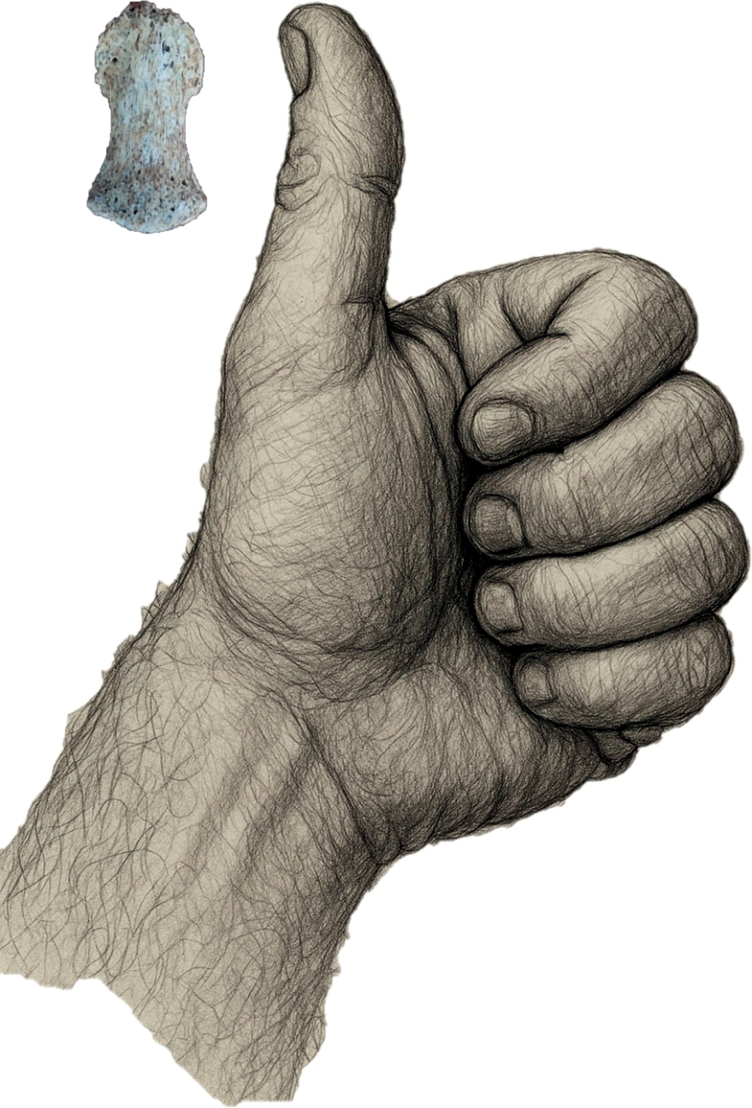 Falange del pulgar de neandertal. Autor: Carlos Díez