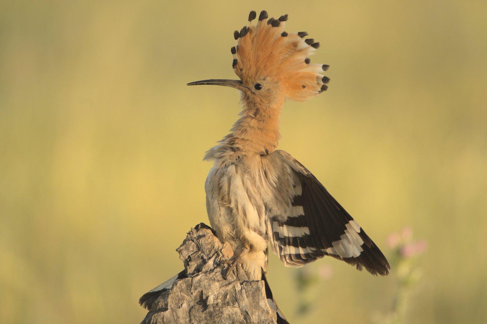 Quinto premio Álvaro de Aymerich Sagredo - Abubilla en guardia