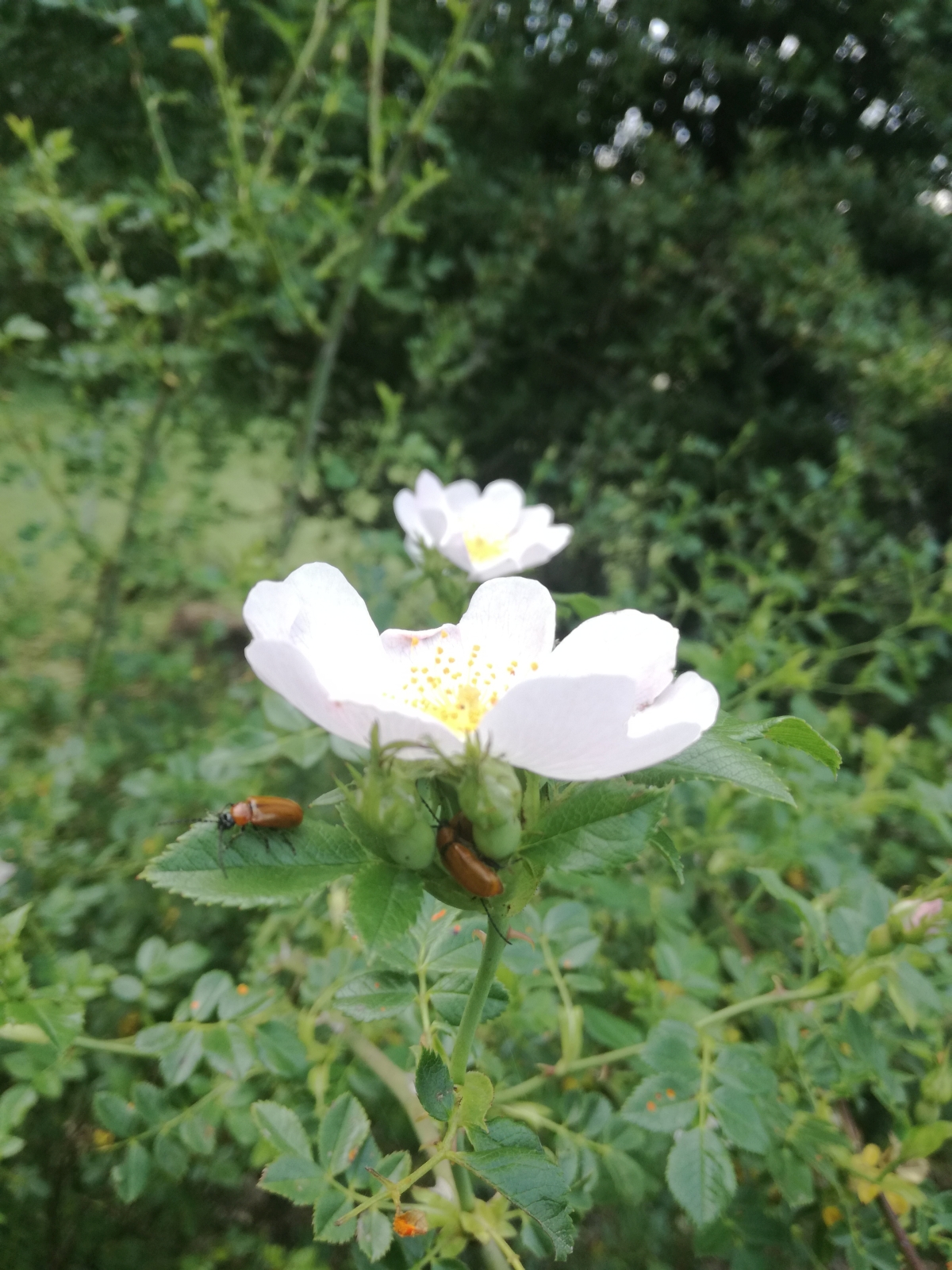Jornada de Naturaleza. Presa de Castrovido y el entorno de Salas de los Infantes