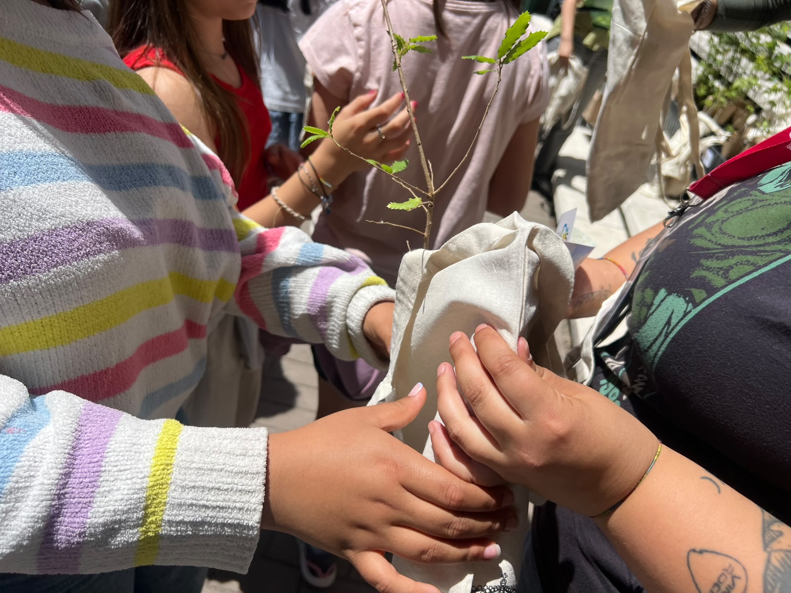 Voluntariado Basuraleza 2026. Reparto de esquejes a centro educativos